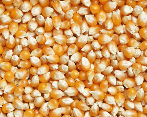 طرز تهیه سوپ ذرت شیرین خوشمزه و رستورانی