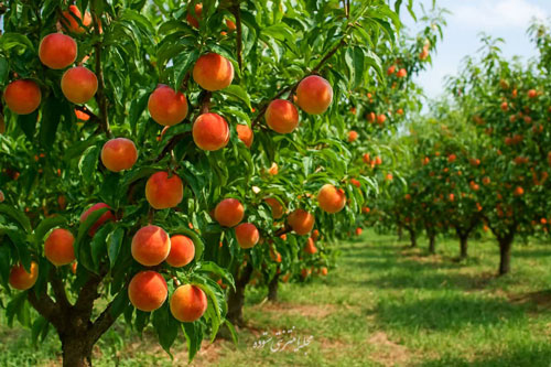 خواص هلو برای بدن و پوست در طب سنتی